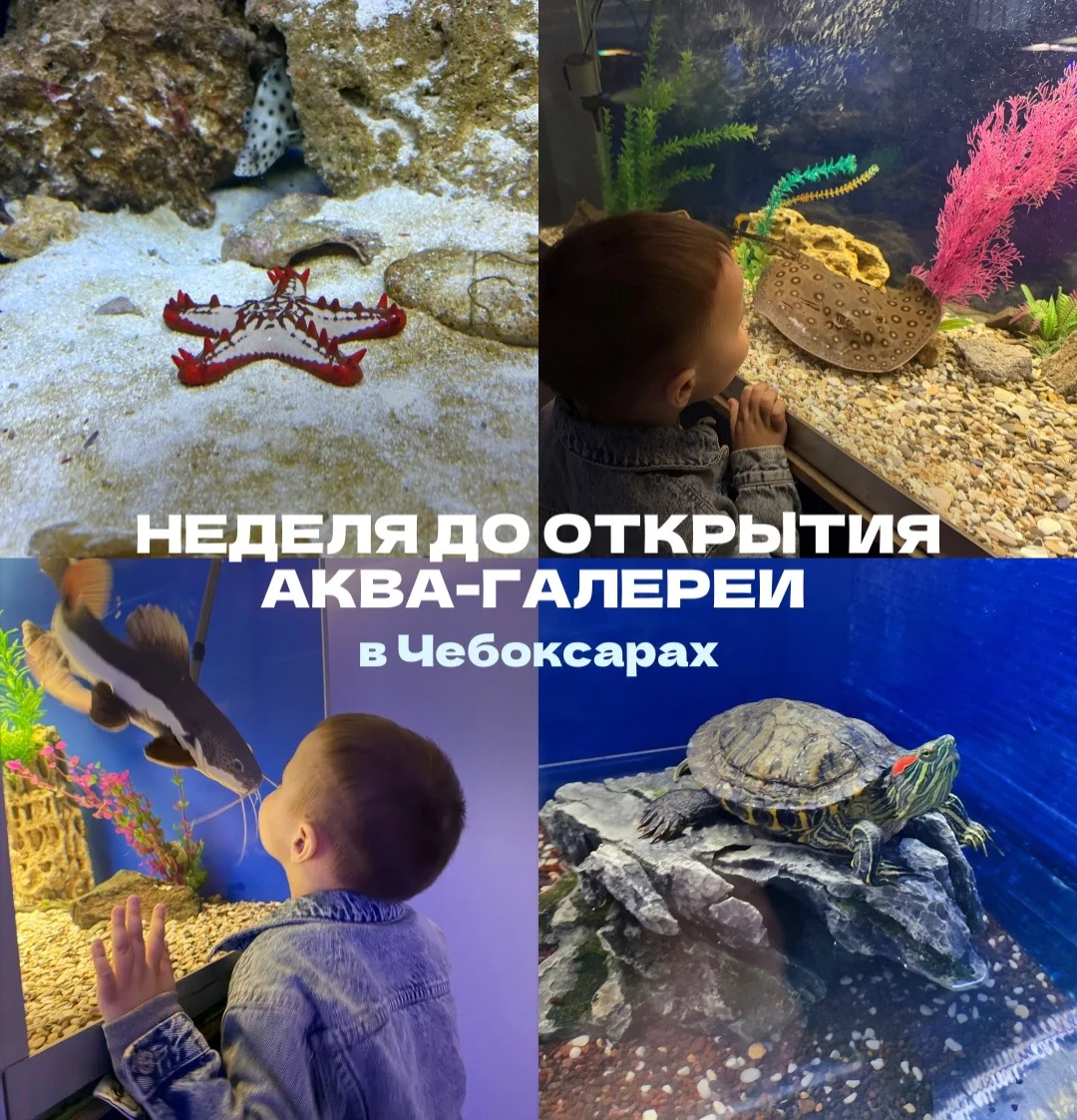 Аква-галерея «Подводный мир» откроется в Чебоксарах уже через неделю, 6 июня 🌊

Редкие обитатели Аф