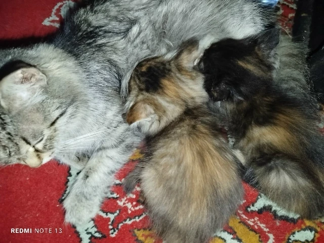 Отдам котят! Только в хорошие руки!❗❗❗Мама умная,зеленоглазая девчуля, хищница) Папа ст...