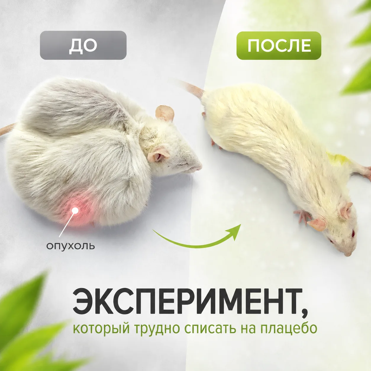 В экспериментальной онкологии есть опухоль, которую специально используют, потому что о...