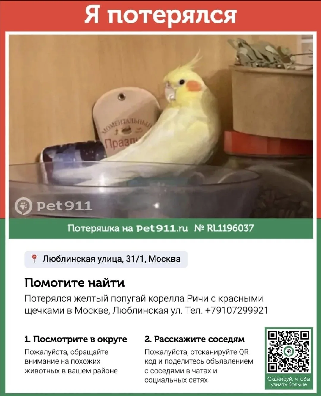 В подмосковном лесу под Ногинском нашли попугая 

Маленький попугайчик сидит высоко на дереве в чаще