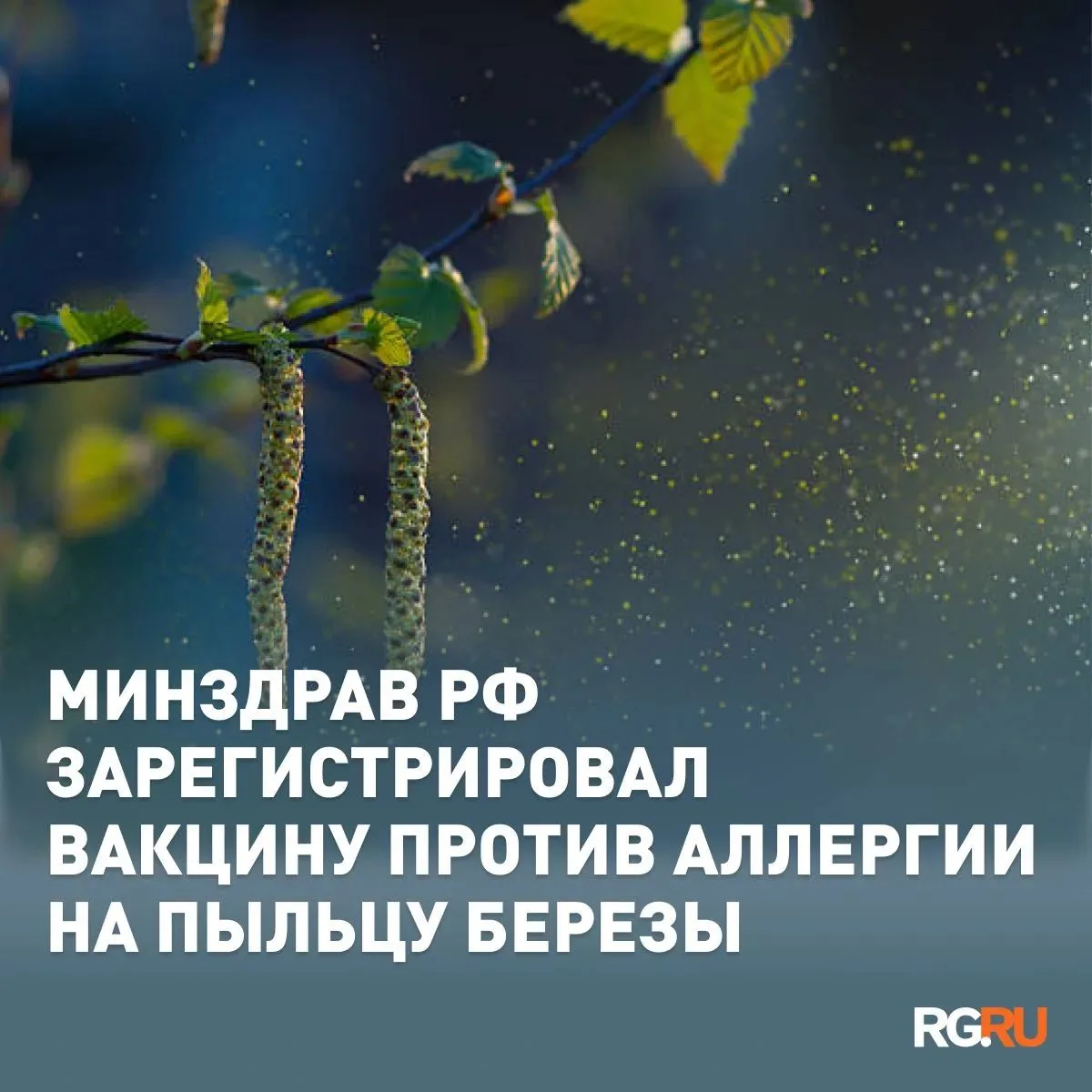 Как будет работать российская вакцина против аллергии на пыльцу березы