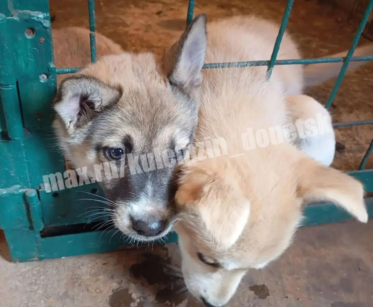🐾 В Донецке за неделю отловили 80 животных