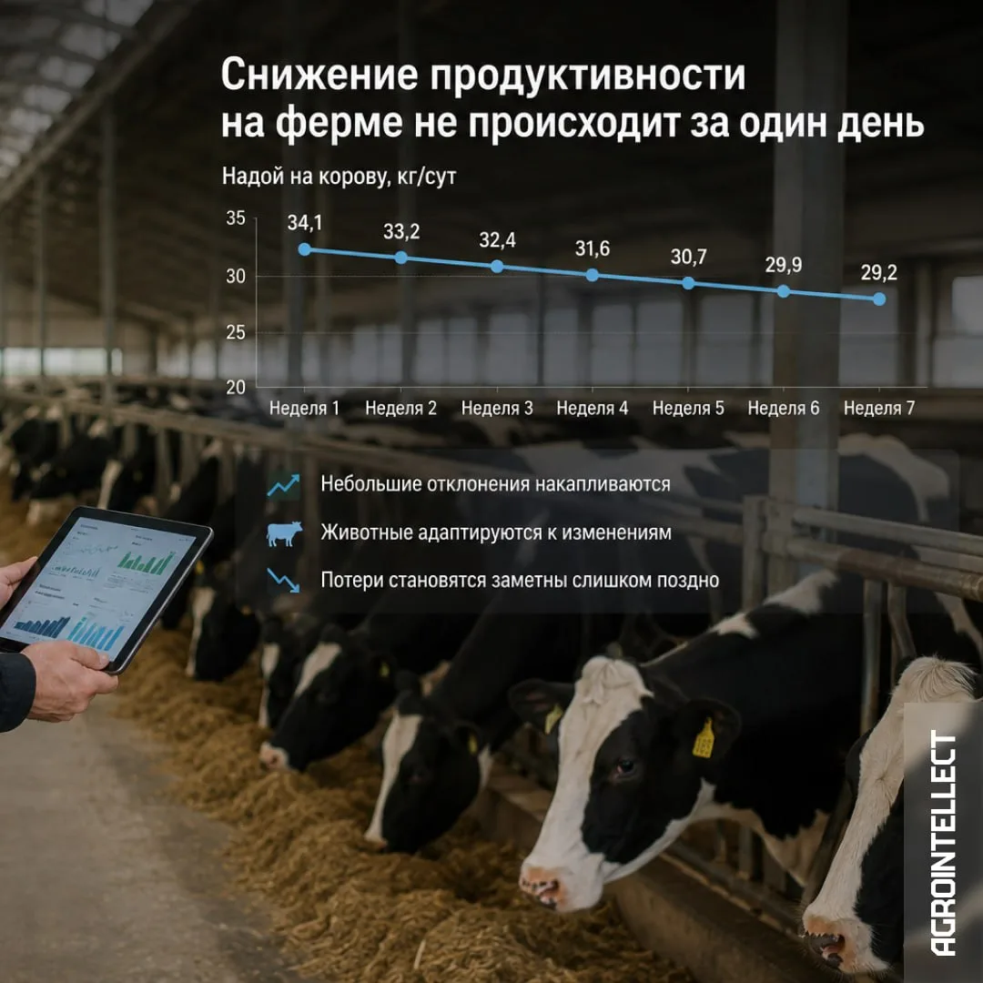 Снижение продуктивности на ферме не происходит за один день