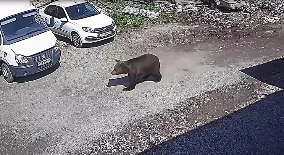 😱 Медведь уже неделю наводит ужас на жителей Гремячинска