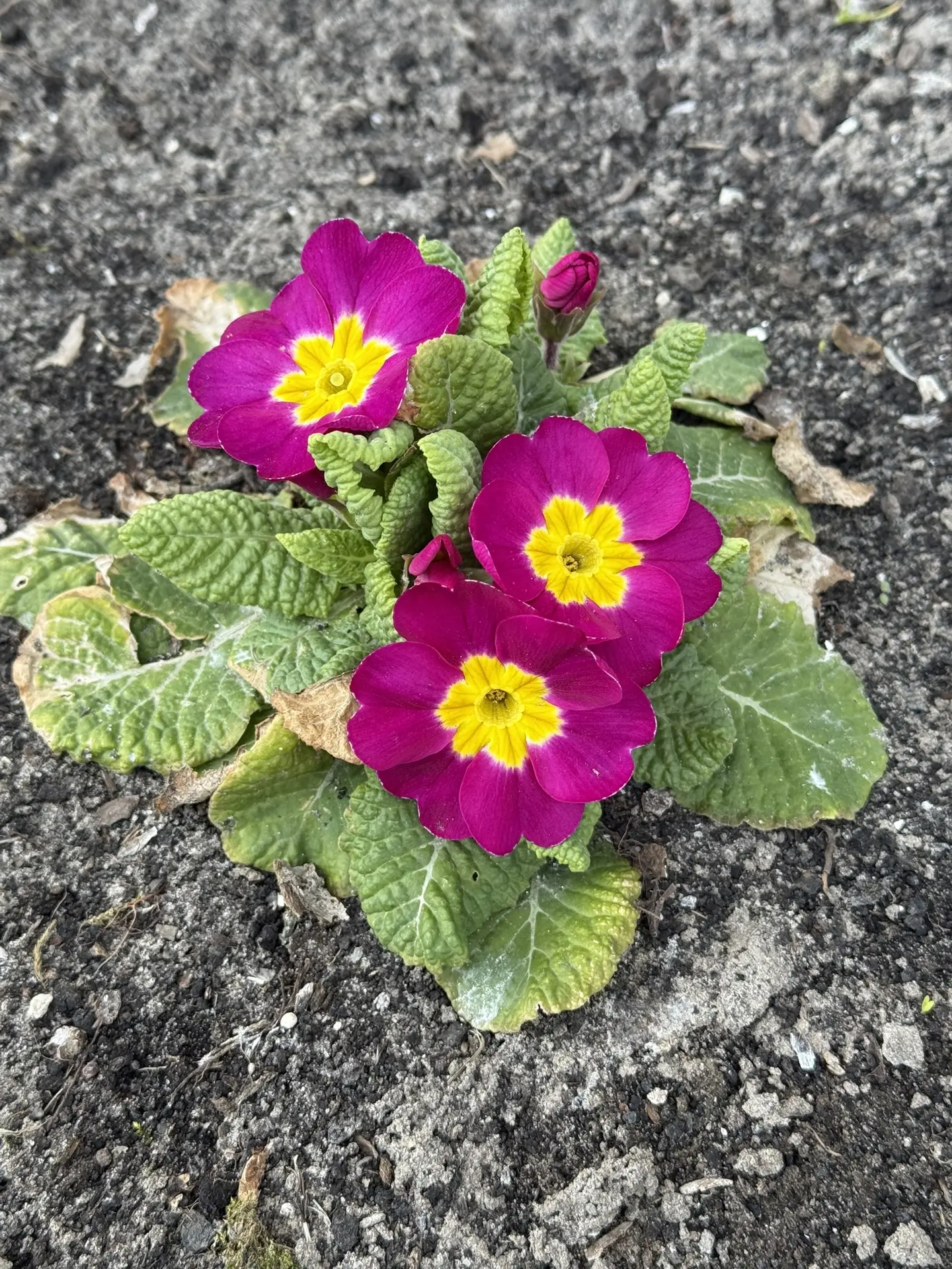 Всем доброе утро с дачи🥰🌸🌸🌸