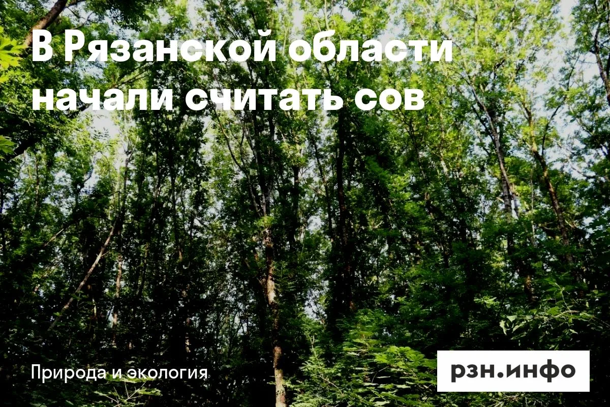 В Рязанской области начали считать сов