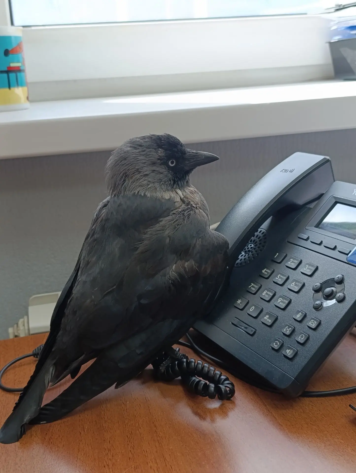 В воронежском офисе поселился необычный сотрудник — раненый галчонок! 🐦