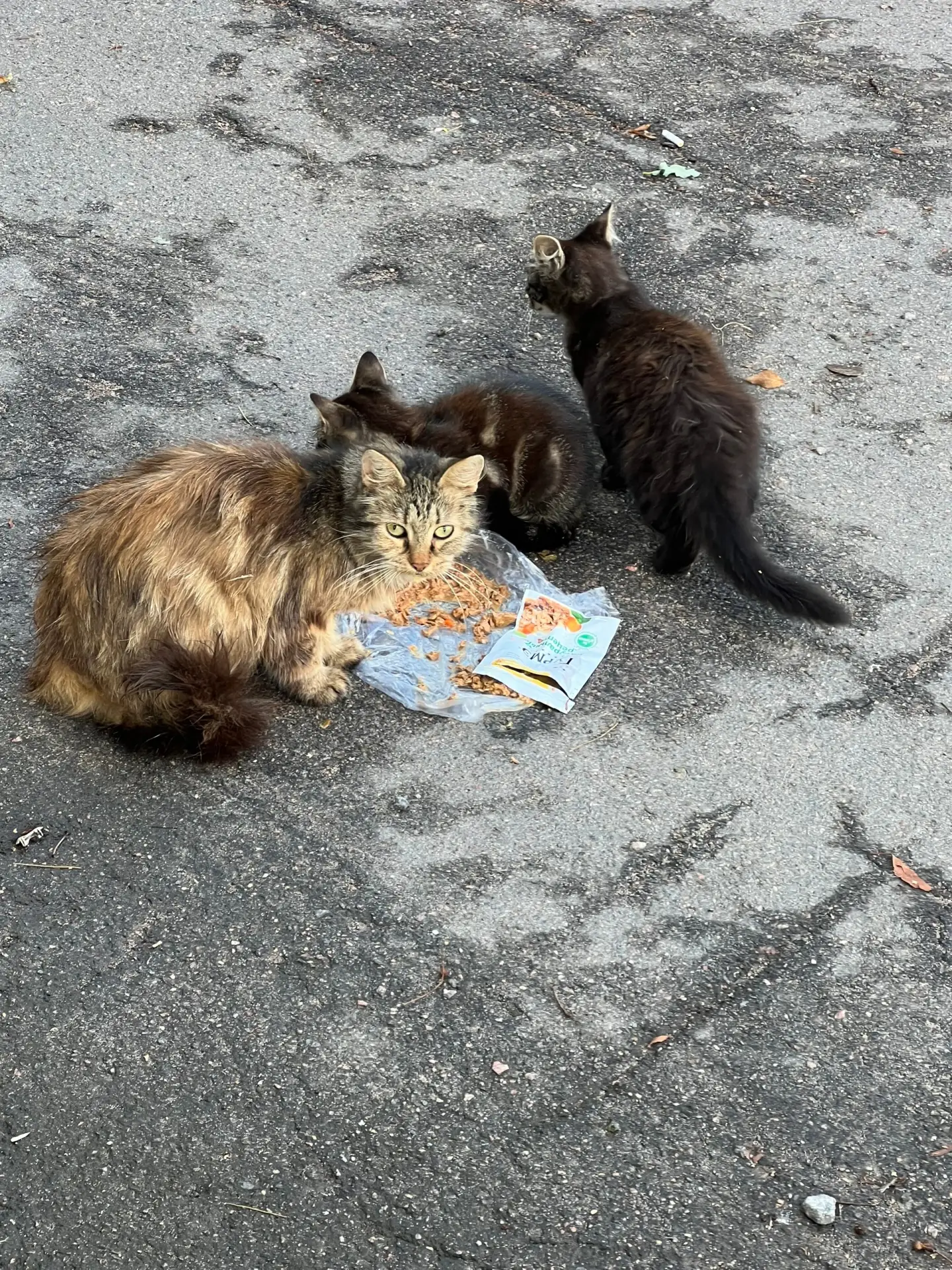 #видноШОдомашние потеряшки-котяшки 😿

1. Бездомные котята и видимо их мама, очень любят играть и ищ