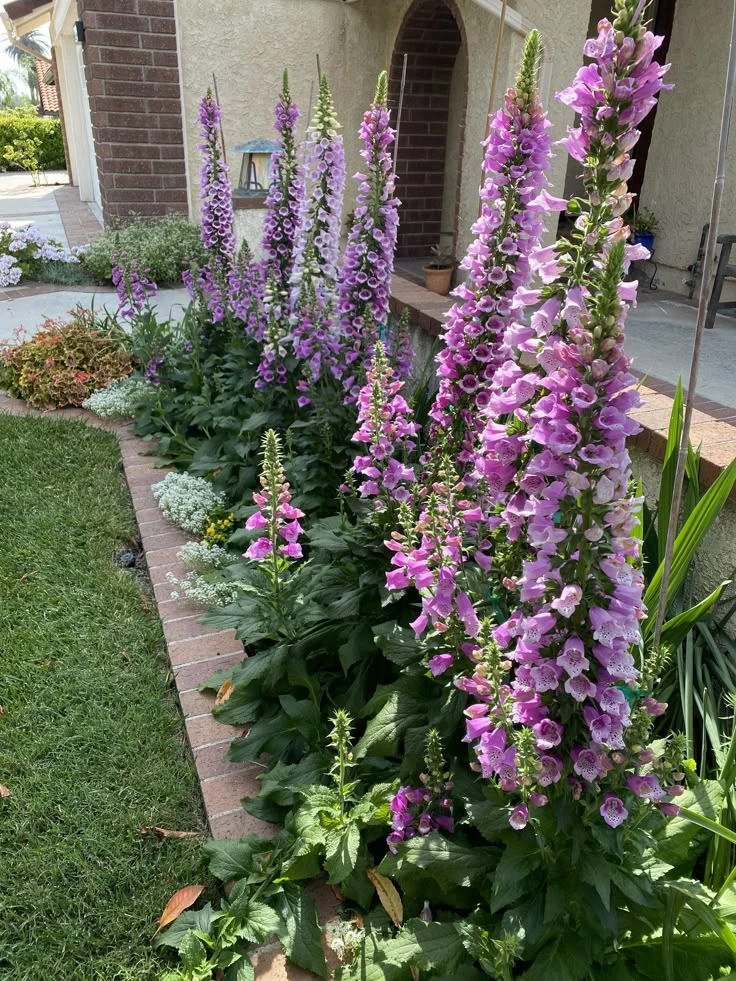 Наперстянка в саду — вертикальные акценты в цветниках 🌸🌿