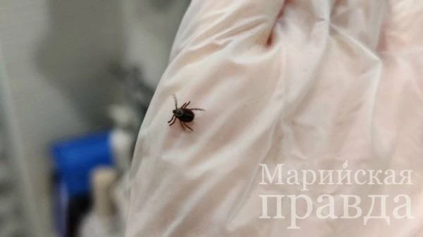 По данным на 28 сентября в Марий Эл с весны 2026 года зарегистрировано 1501 обращение к...