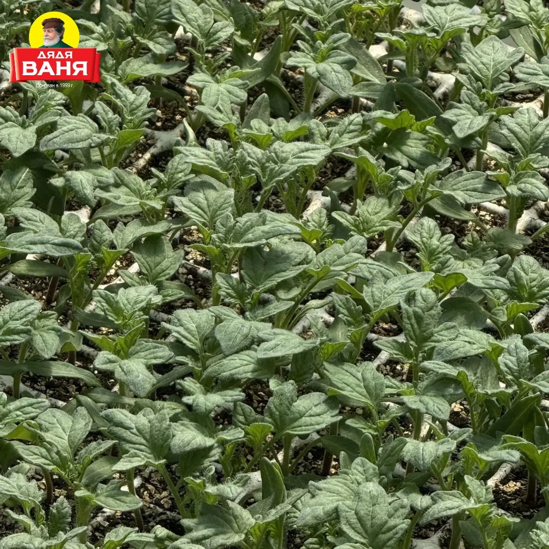 🌱 Новости с полей: