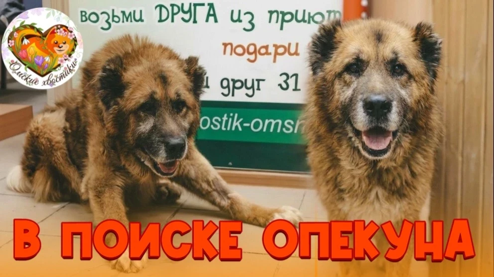 🙏🚨 Тан — это тень былого величия. В ПОИСКАХ ОПЕКУНА🙏  Каждый раз, когда я захожу в приют и вижу Тана