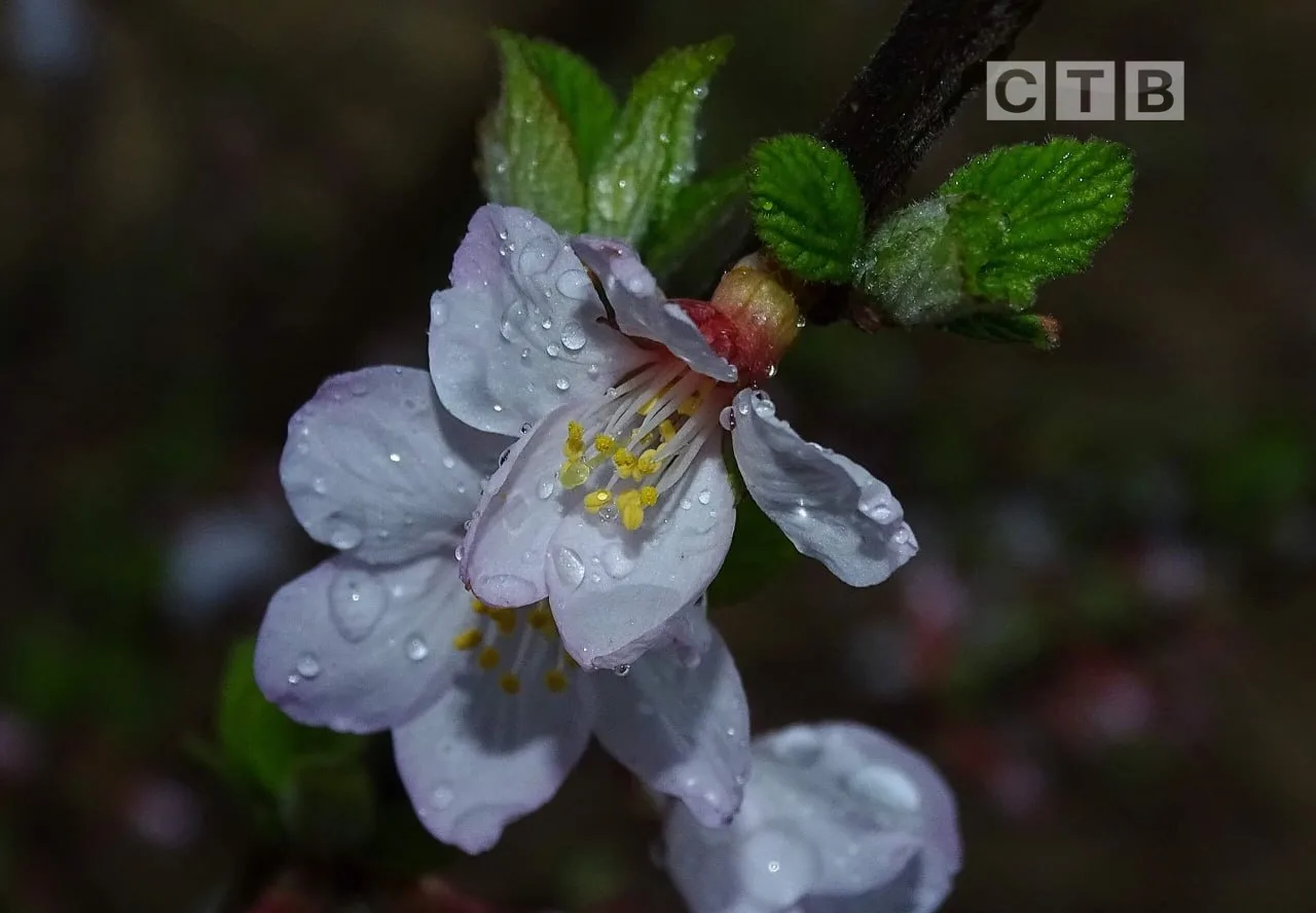 🌧Доброе утро, друзья!  🌸Встречаем новый день в окружении живописных видов цветущего Посьета — эти во