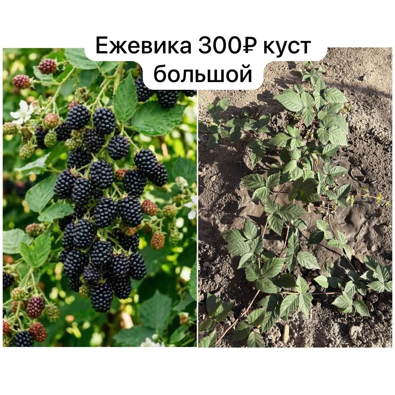 🫐 Продаётся крупная, сочная ежевика! 🫐