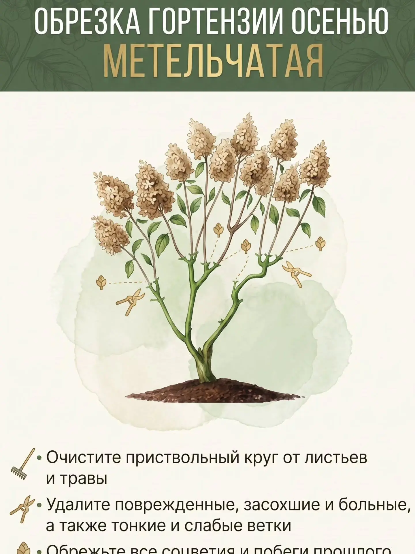 ✂️ ОСЕННЯЯ ОБРЕЗКА ГОРТЕНЗИИ: ГЛАВНОЕ - НЕ ПЕРЕПУТАТЬ ВИД