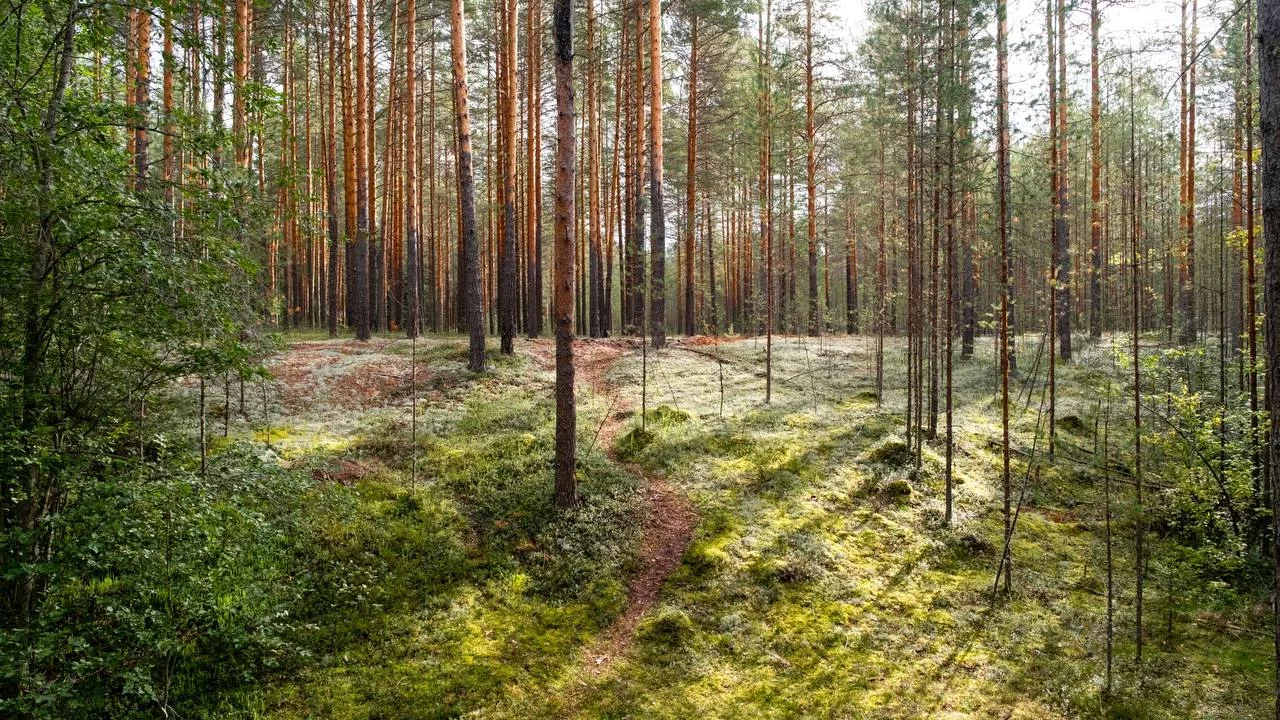 Такая вот красивая осень в Котласском округе.