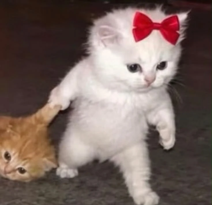 #коты