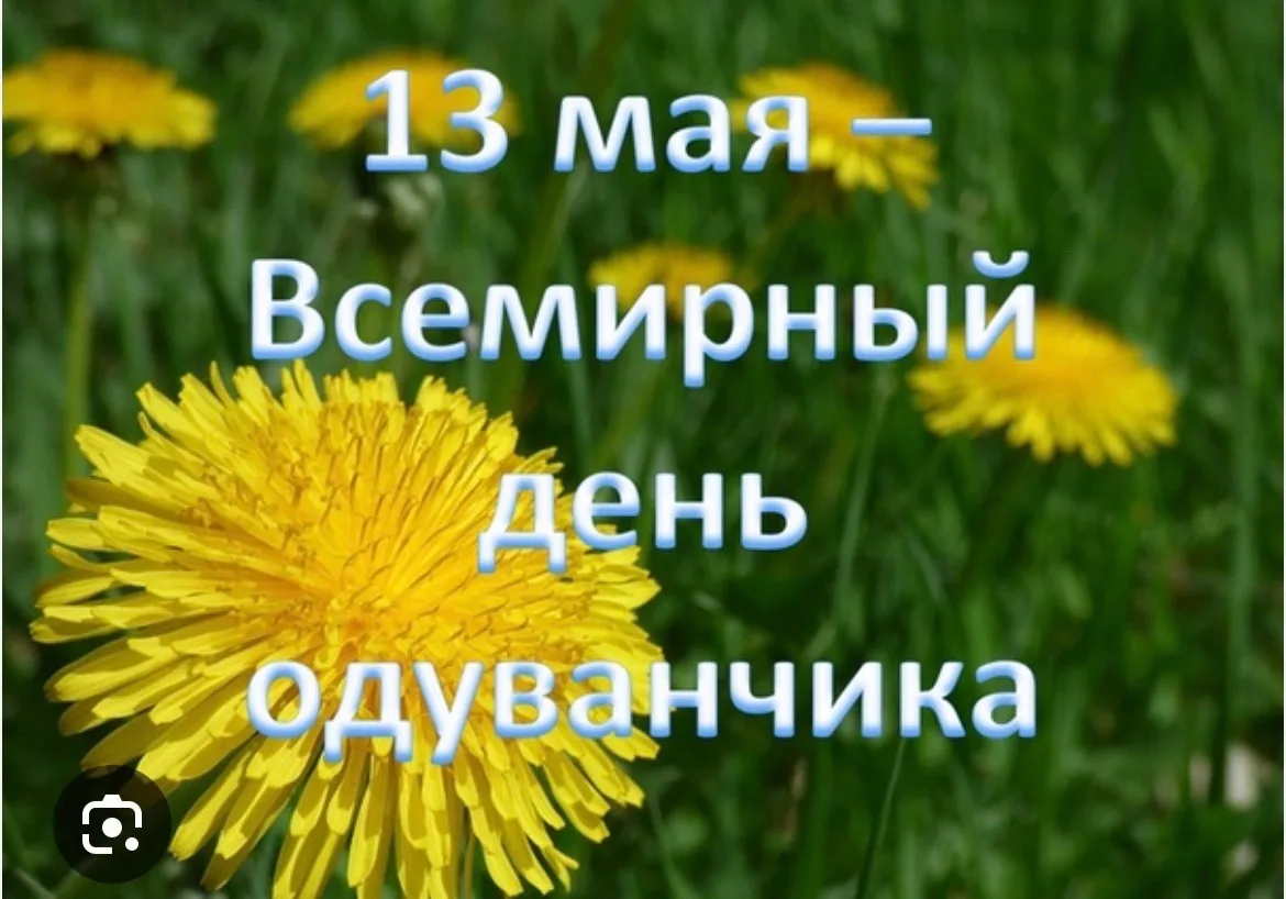 День одуванчика в старшей группе (13 мая)