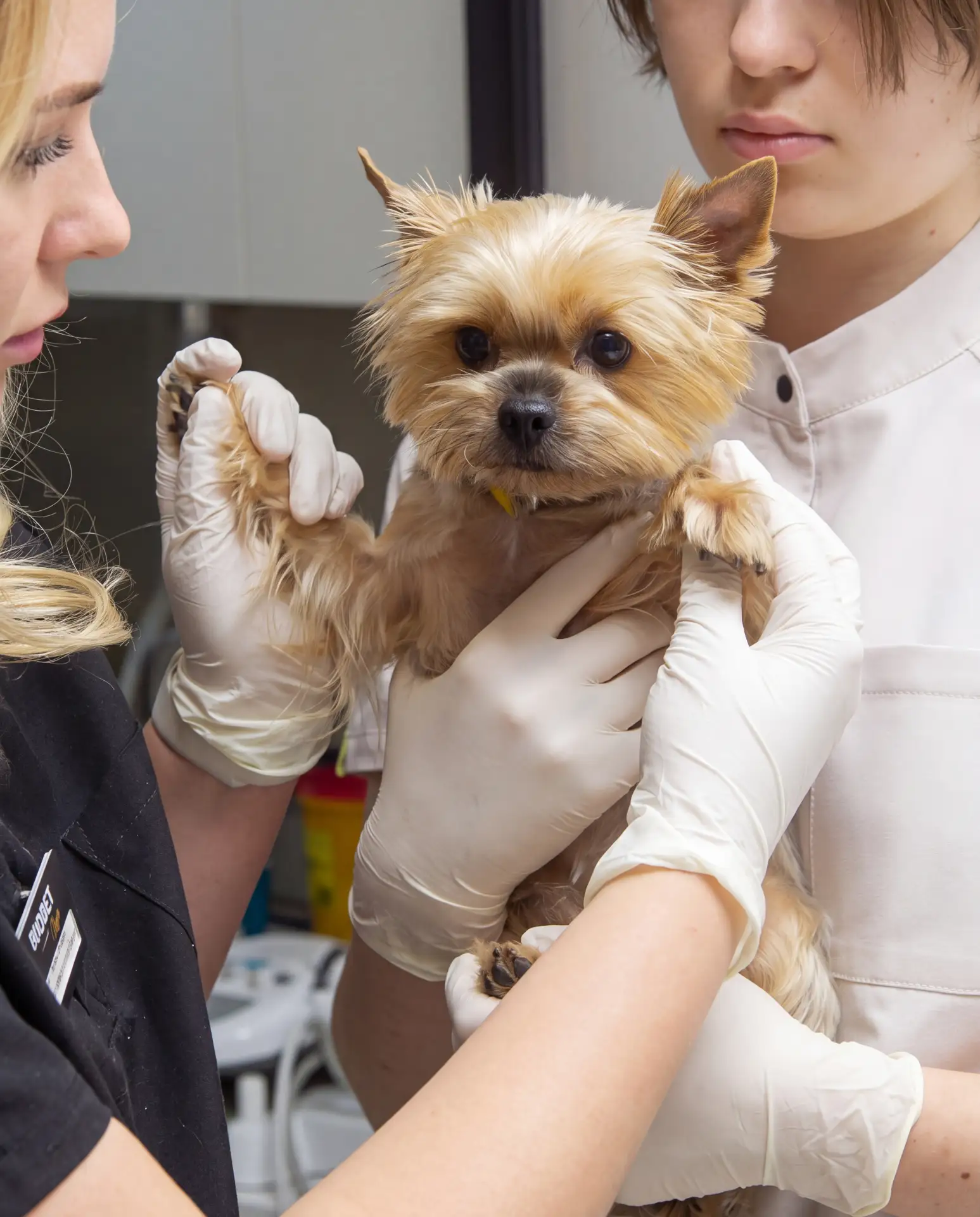 🐶ЗАБОТА О ВАШЕМ ПИТОМЦЕ — С ПЕРВЫХ МЕСЯЦЕВ ЖИЗНИ🐱