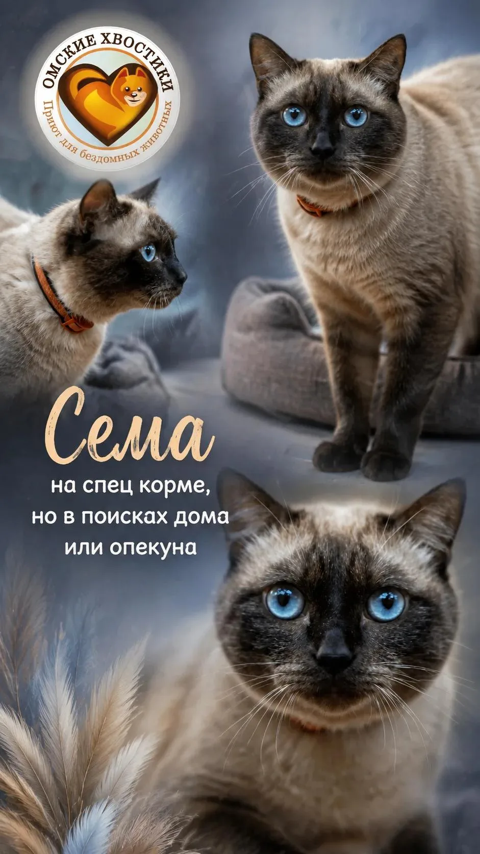 💎 В эти глаза влюбляются все... Но почему этот роскошный кот до сих пор в приюте? 💔