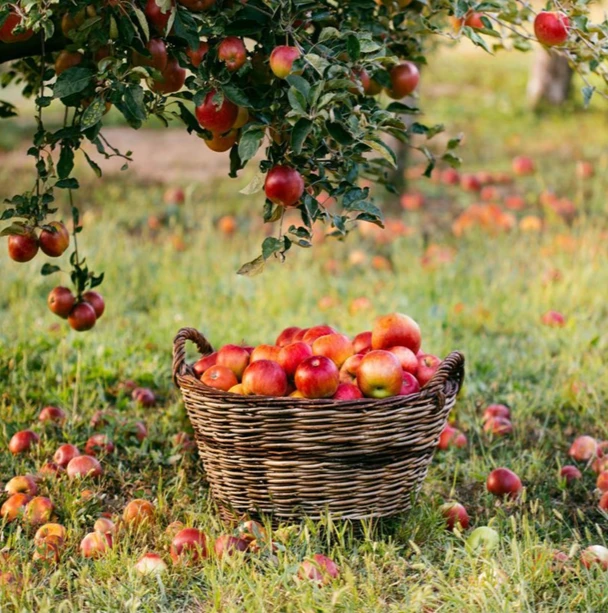 Сегодня 19 августа, а значит, наступил Яблочный Спас!🍎🍏 Этот светлый праздник всегда ...
