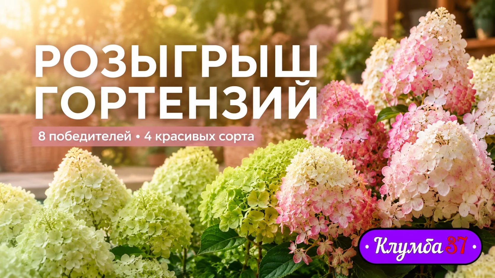 🌿 ДАРИМ ГОРТЕНЗИИ К НОВОМУ СЕЗОНУ 🌿