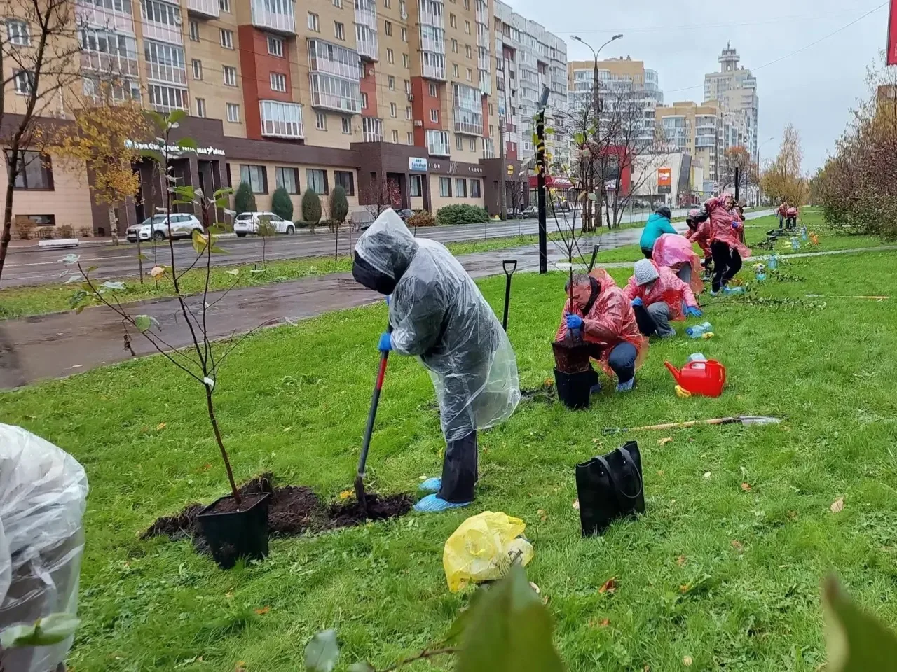 🍎 25 яблонь высадили на одной из улиц Архангельска — здесь появилась новая аллея