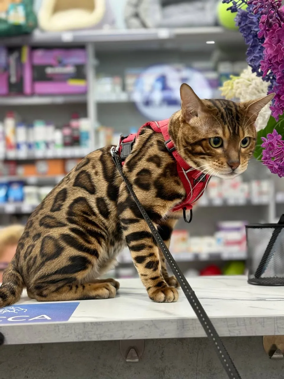 🐱 8 августа — Международный день кошек!