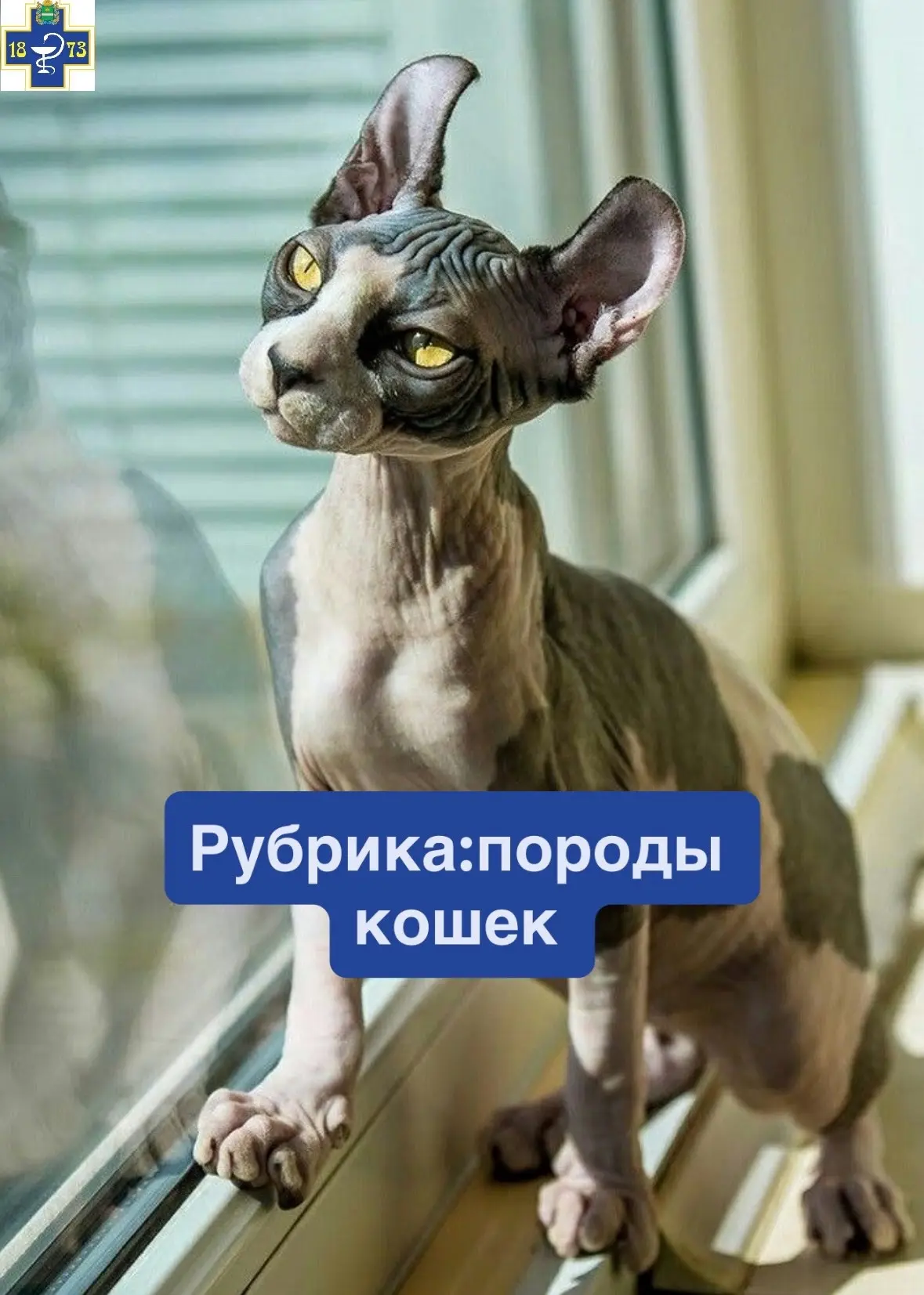 ☑️Эльф
✔️Хотите завести мяукающего эльфа? 
✔️Это чуть проще, чем сказочного, но все равно эльф-редка