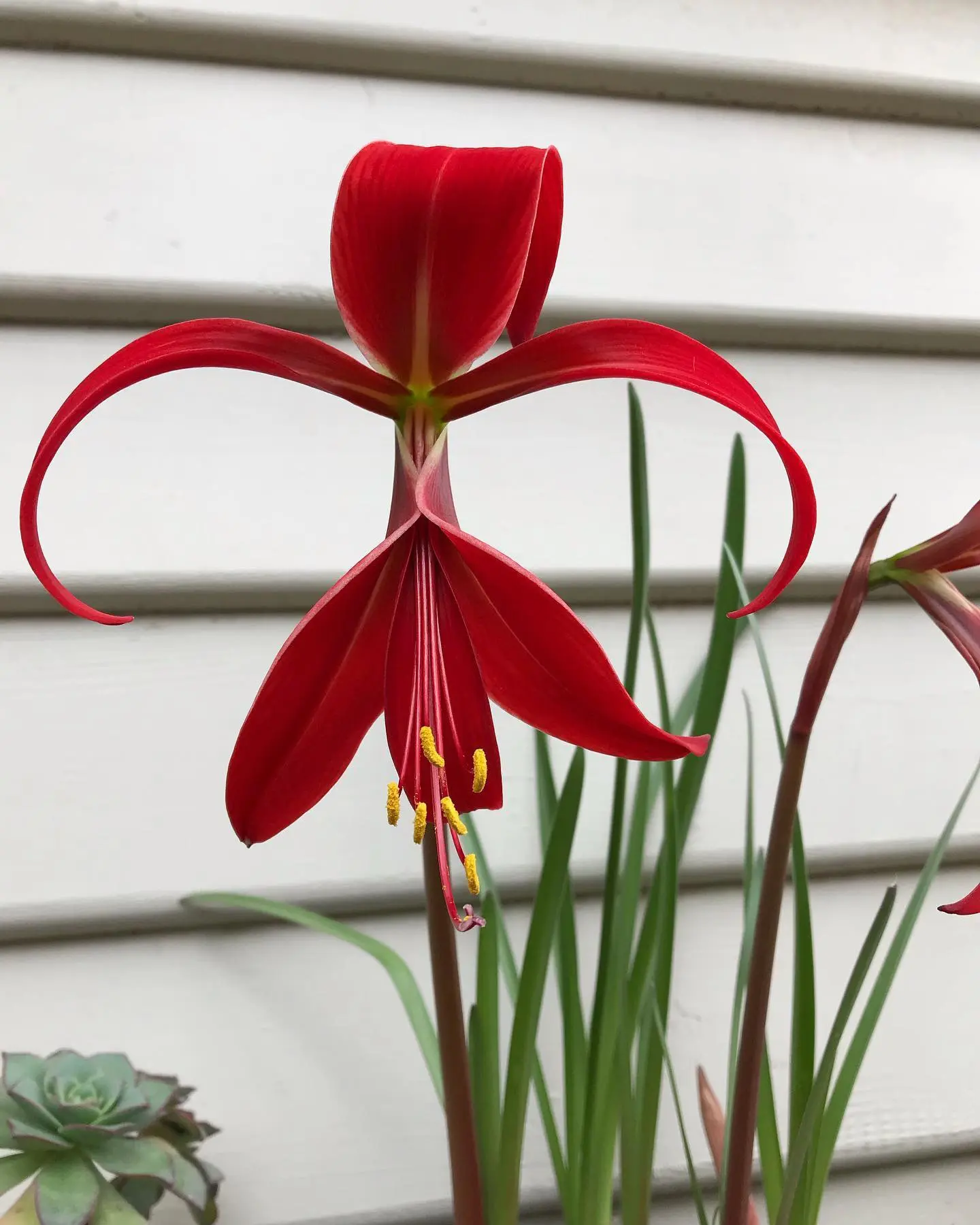🌱 Спрекелия — это комнатное луковичное растение с удивительным цветком, который часто сравнивают с 