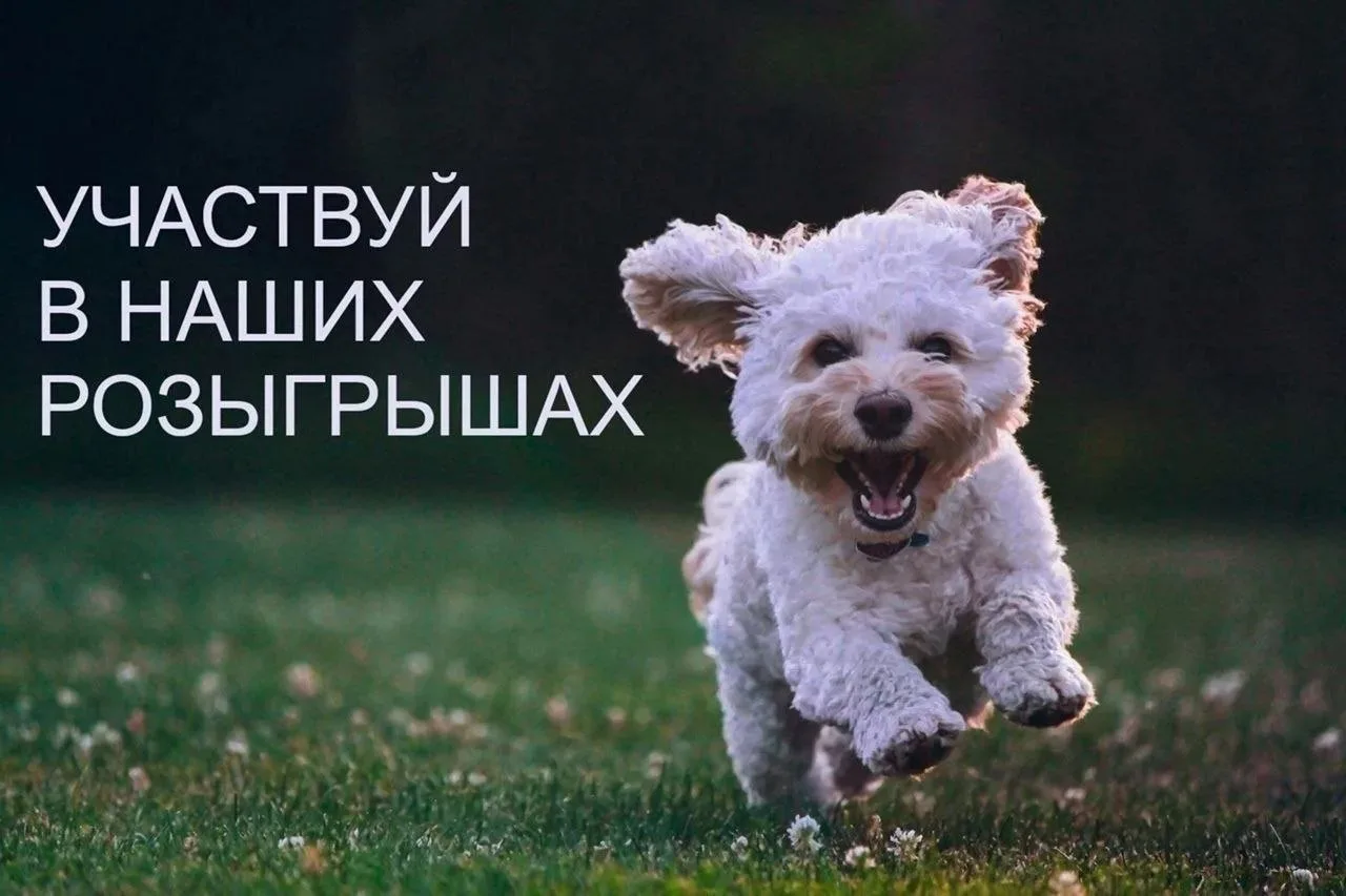 Наши актуальные розыгрыши: