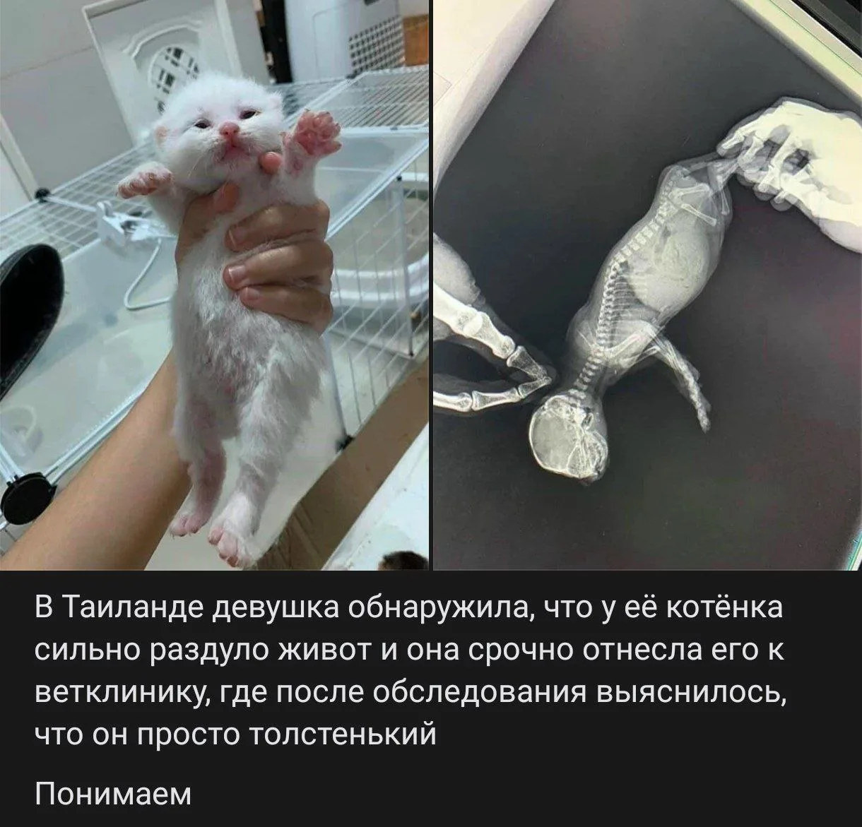 Какая жиза😃