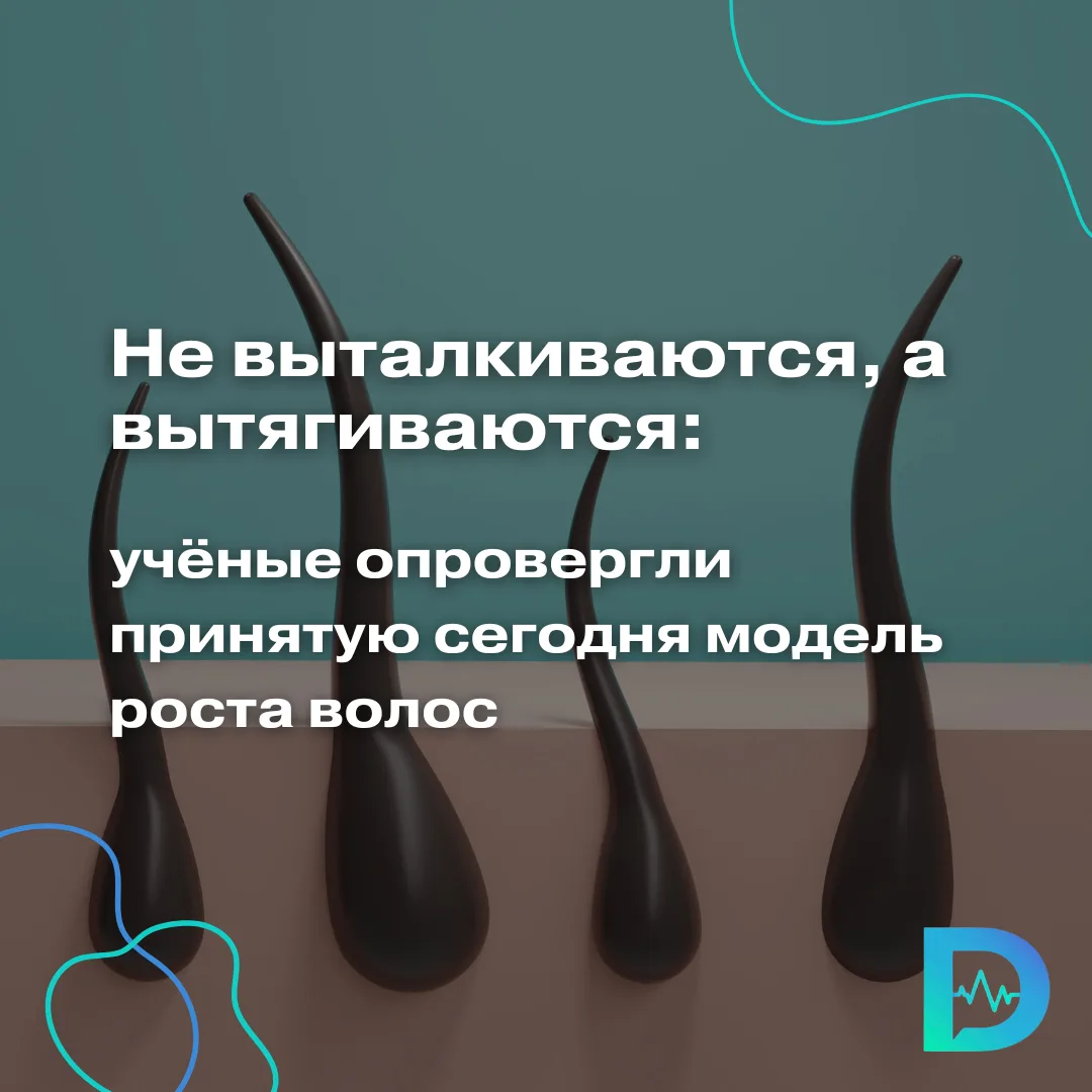 Учёные опровергли традиционное представление о том, как растут волосы

Оказалось, что рост волос про