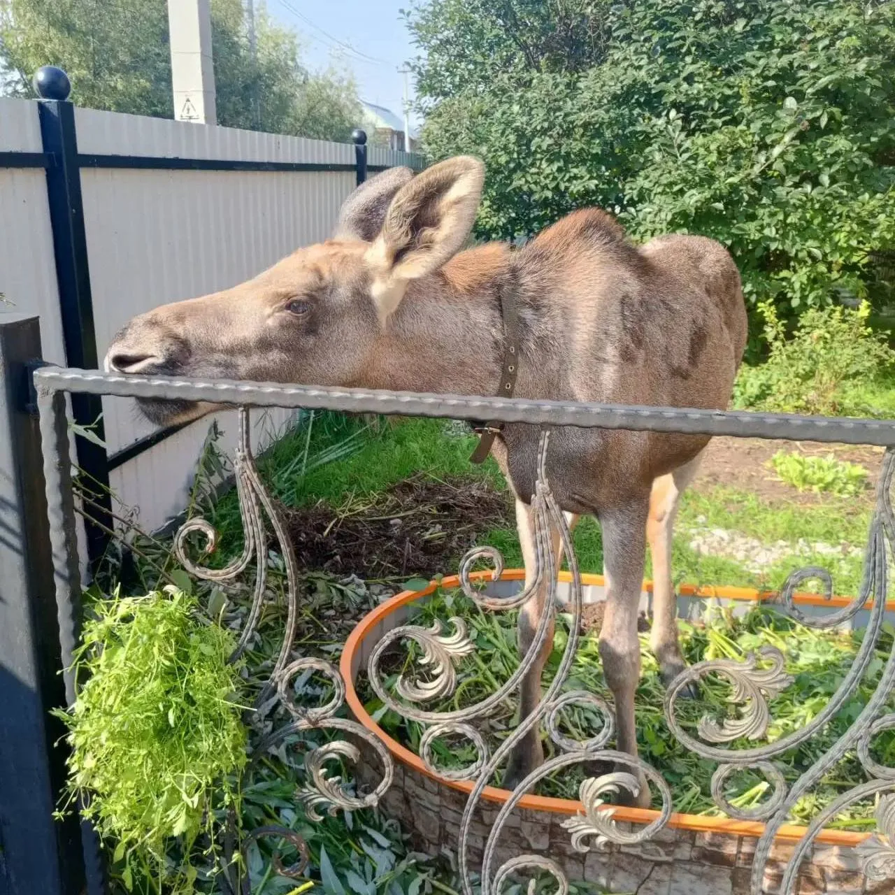♥️ Милота дня! В Березовском районе спасли одинокого лосёнка