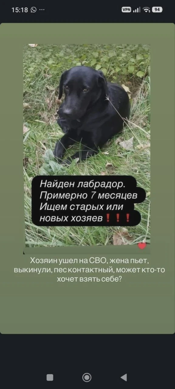 🐕 В Азове ищут хозяина лабрадора