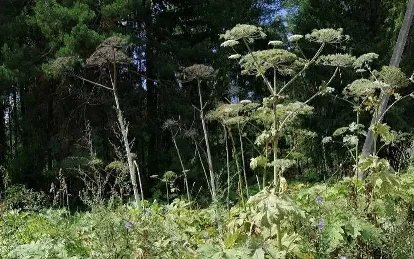 🌱 В Башкирии выявили крупные очаги борщевика Сосновского