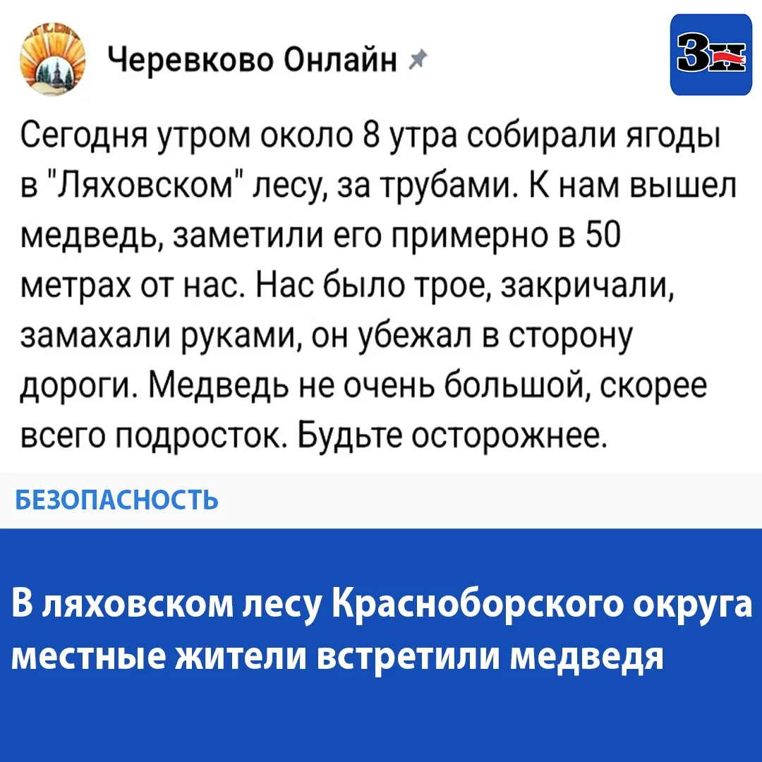 В 8 часов утра на собирателей ягод вышел косолапый. К счастью, встречи лицом к лицу уда...