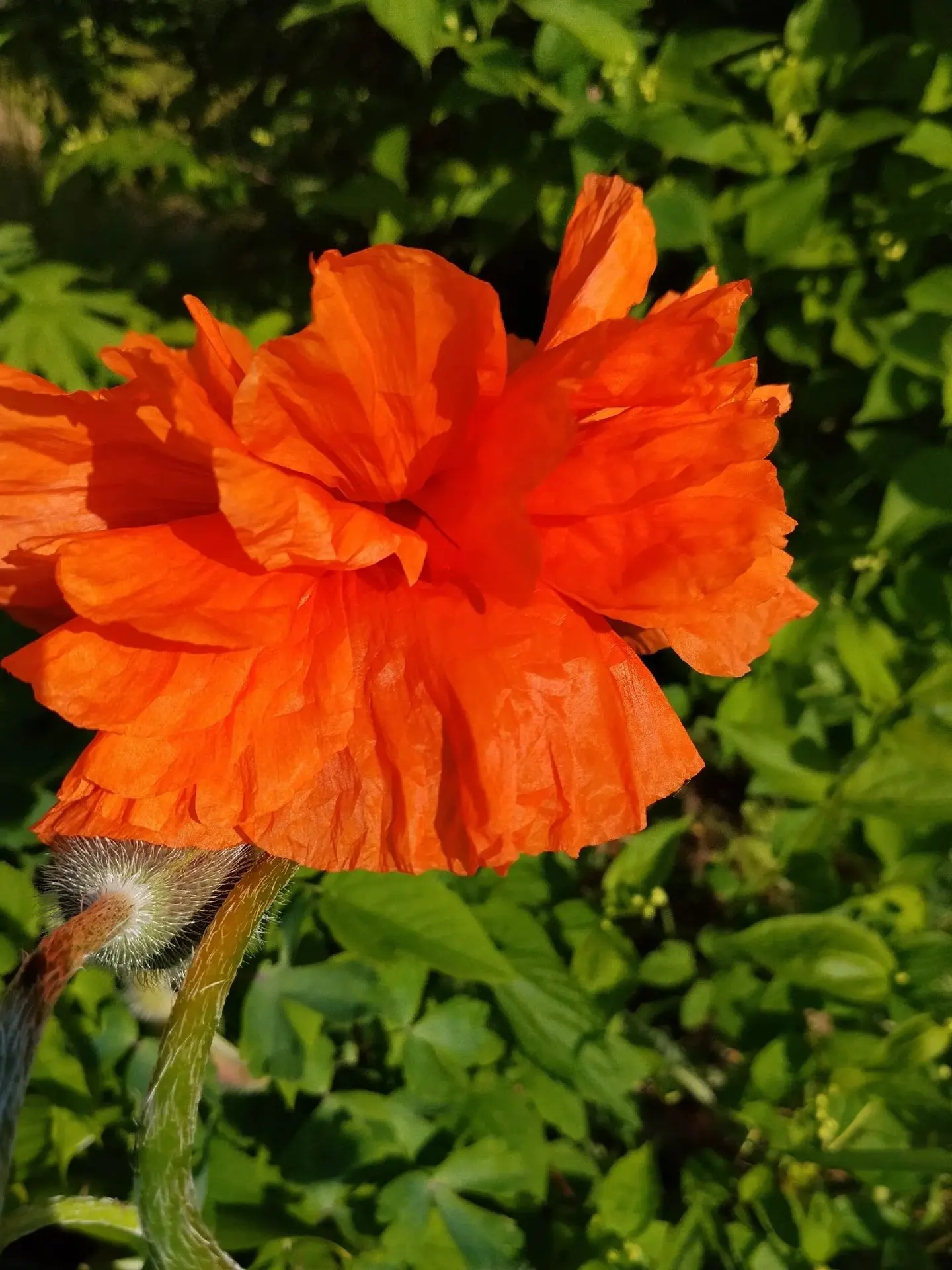 ☀️🍃🕊 С добрым утром, дорогие!