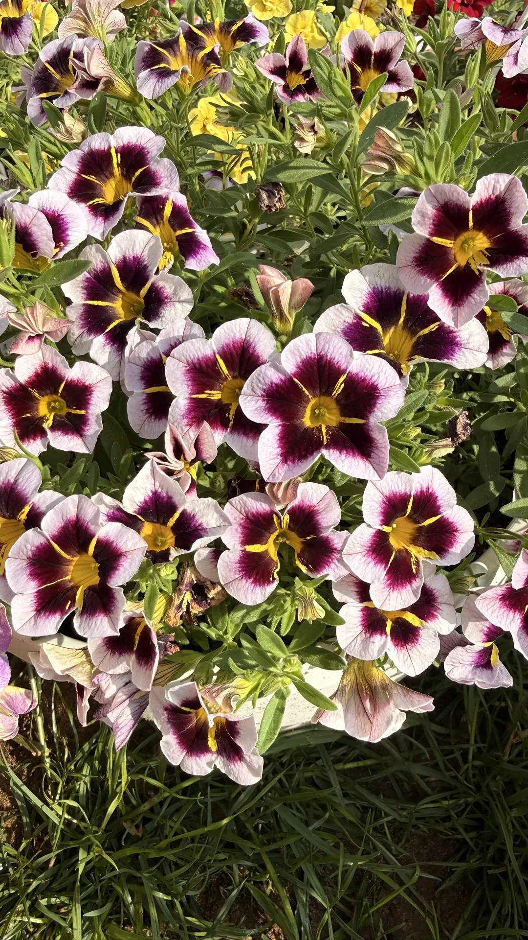 Каждому растению нужно внимание, без этого никак. 🌸

Сегодня это внимание досталось моим калибрахоа