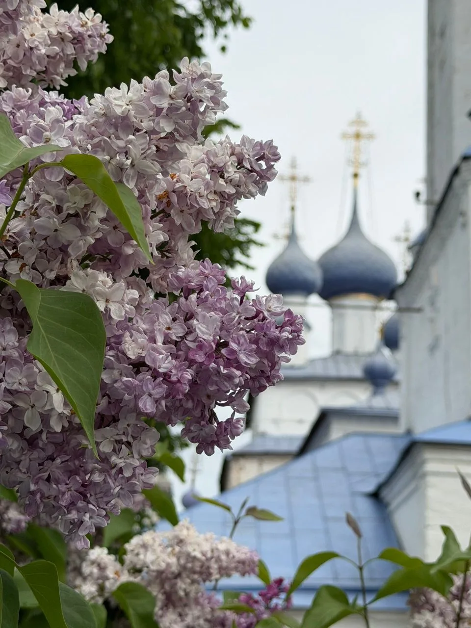Слепящий солнца сок, 
Гремящий неба свет, 
Пронизывающий ток, 
Фиалковый рассвет... 

Сирени аромат.