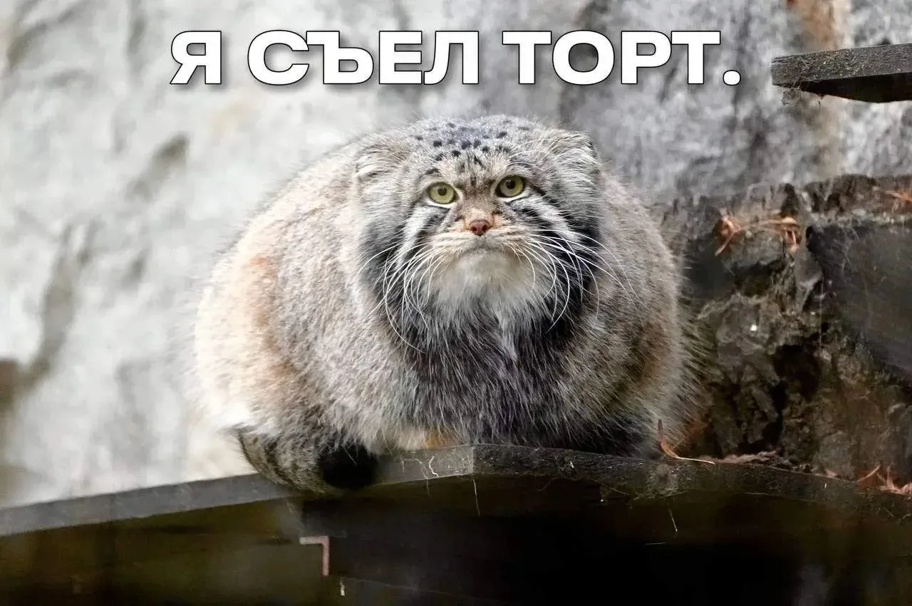 У всех москвичей сегодня маленький праздник — символу Московского зоопарка, манулу Тимофею, исполнил