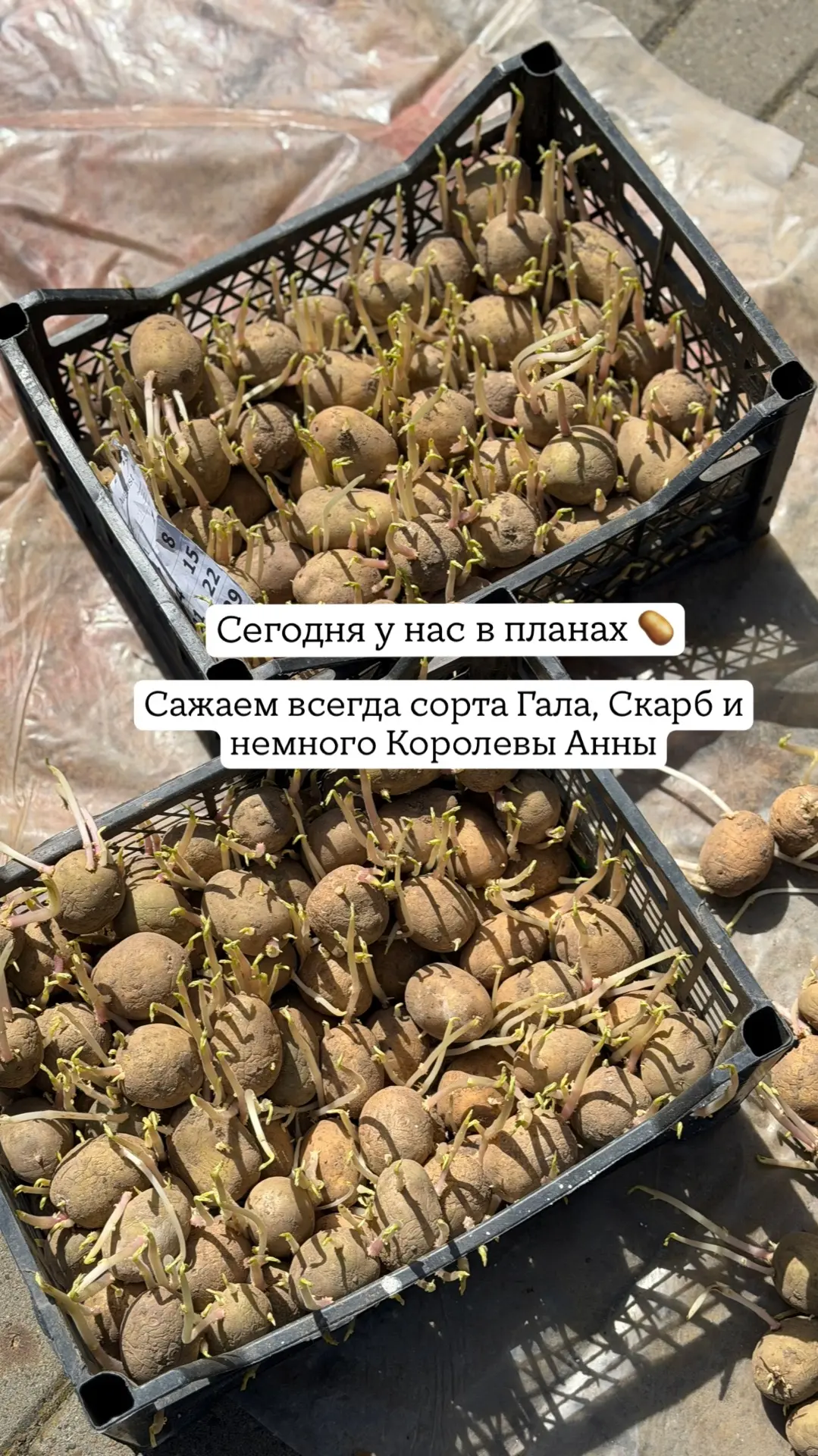 Мы сегодня молодцы! Программа максимум сделана - посажена картошка 🥔   Сейчас правда значительно мен