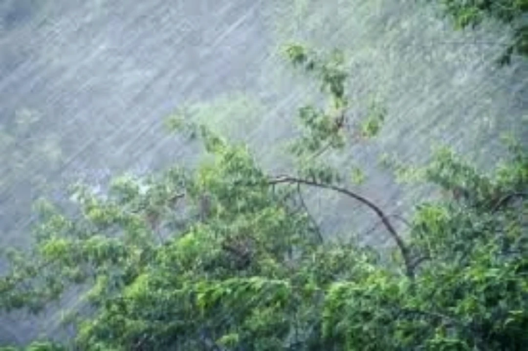 ⛈️⛈️⛈️НСО ждут в ближайшие дни грозы и ливни ⚡