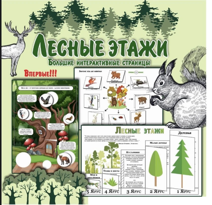 📚Лэпбук «Лесные этажи»
