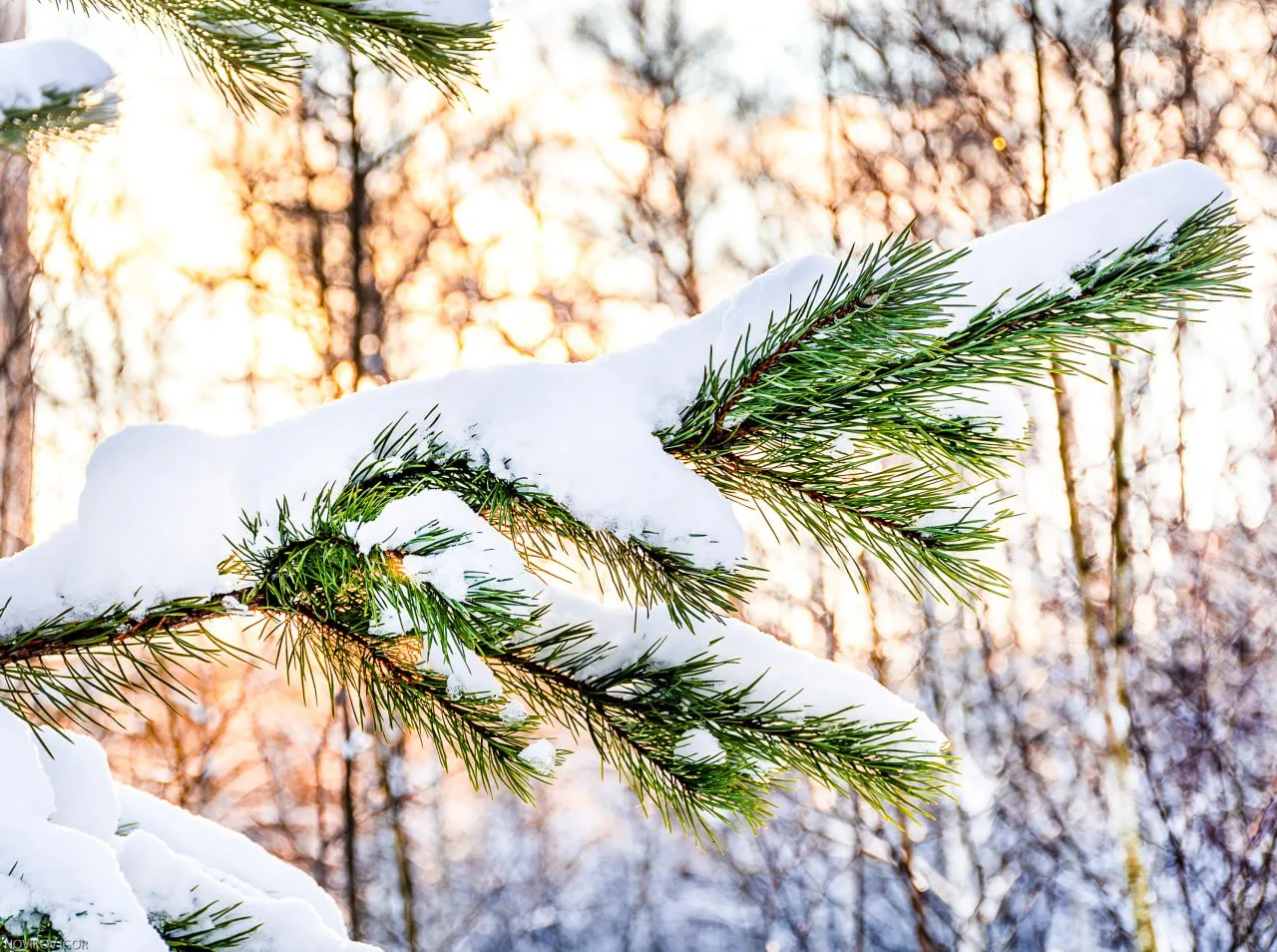 ❄️Всем замечательного дня!  https://t.me/vdv_volkov_chat