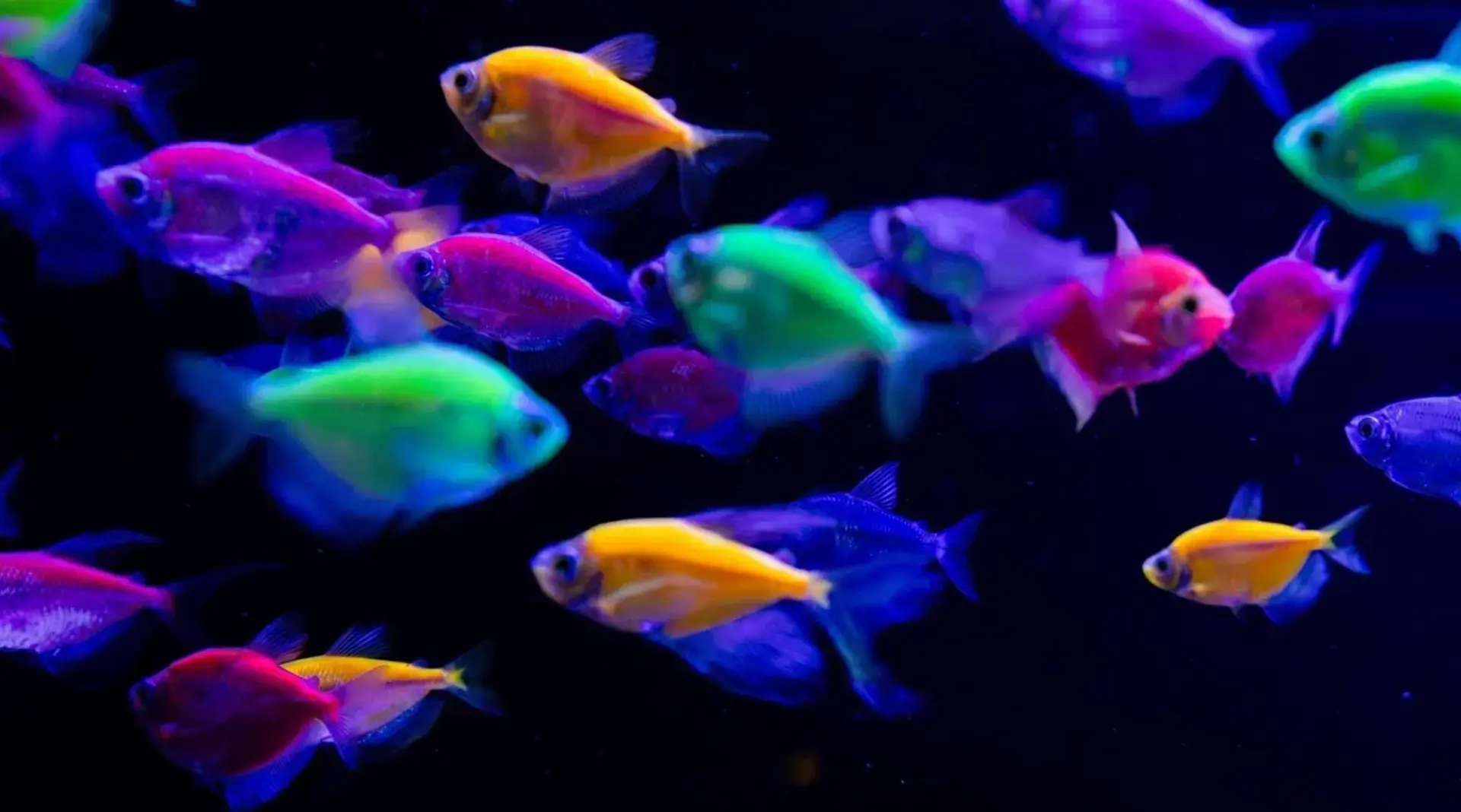 🐟 В «Москвариуме» поселились необычные обитатели — флуоресцентные тернеции. Под ультра...