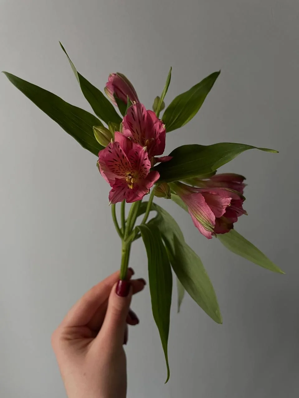 За что мы так любим альстромерию? 😍

За ее удивительную стойкость, множество нежных бутонов на кажд