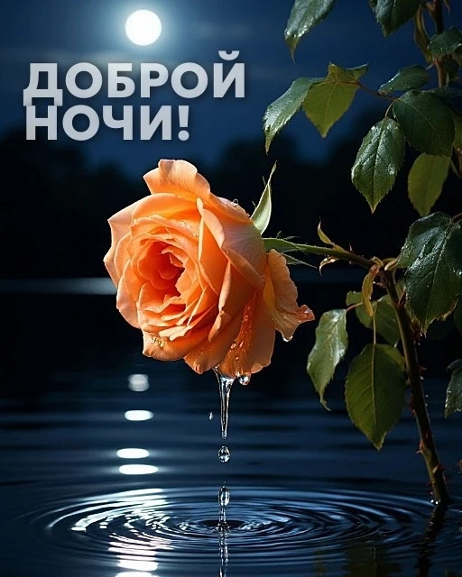 Доброй ночи!