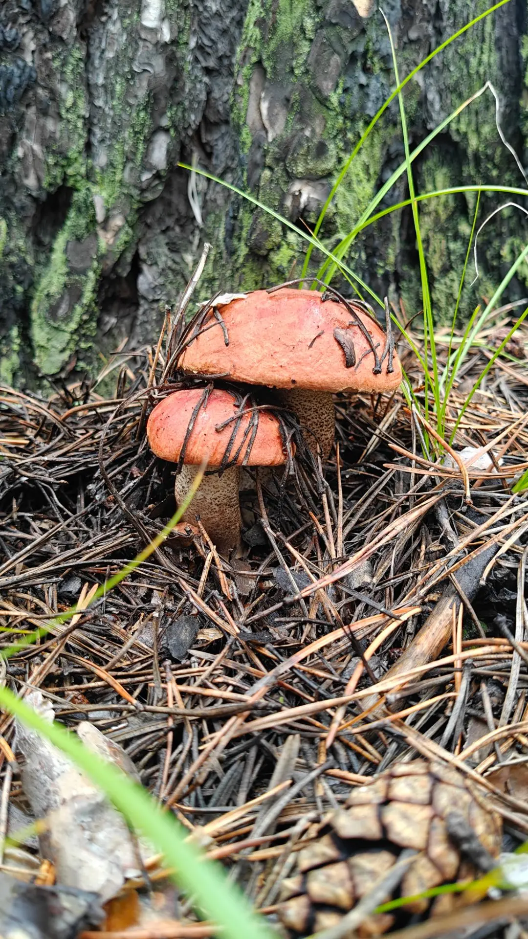 🌲🌳На 26 августа 2026 года лесопожарная обстановка в Забайкальском крае остаётся стаби...