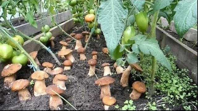 Κaк выpaщивaть гpибы 🍄‍🟫